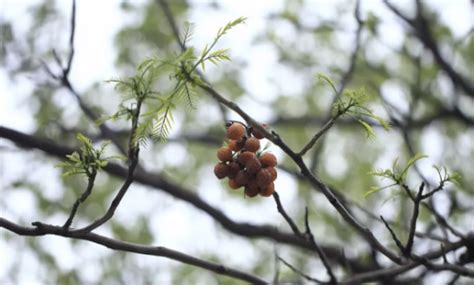 鬼見愁植物|鬼见愁（无患子的俗称）